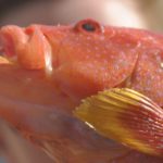 Fauna Morza Czerwonego 87szkoła nurkowania kraków