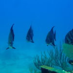 Nassau, Bahamy 50szkoła nurkowania kraków
