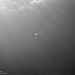 Nassau, Bahamy 123szkoła nurkowania kraków
