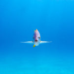 Nassau, Bahamy 140szkoła nurkowania kraków