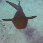 Nassau, Bahamy 156szkoła nurkowania kraków