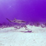 Nassau, Bahamy 185szkoła nurkowania kraków