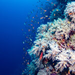 rafa koralowa na Daedalus