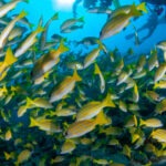 Malediwy 100szkoła nurkowania kraków