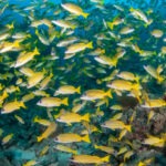 Malediwy 101szkoła nurkowania kraków