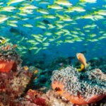 Malediwy 108szkoła nurkowania kraków