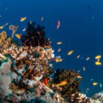 Malediwy 115szkoła nurkowania kraków