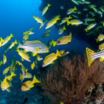 Malediwy 120szkoła nurkowania kraków