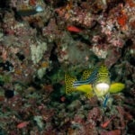 Malediwy 198szkoła nurkowania kraków