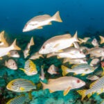 Malediwy 247szkoła nurkowania kraków