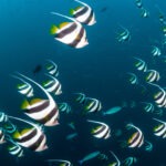 Malediwy 270szkoła nurkowania kraków