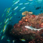 Malediwy 276szkoła nurkowania kraków