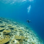 Malediwy 298szkoła nurkowania kraków
