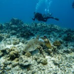 Malediwy 304szkoła nurkowania kraków