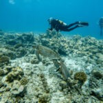 Malediwy 305szkoła nurkowania kraków