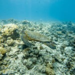 Malediwy 306szkoła nurkowania kraków