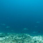 Malediwy 335szkoła nurkowania kraków