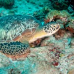 Malediwy 45szkoła nurkowania kraków