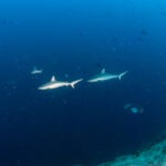 Malediwy 51szkoła nurkowania kraków