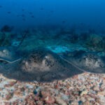 Malediwy 54szkoła nurkowania kraków