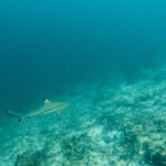 Malediwy 6szkoła nurkowania kraków