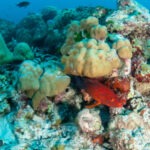 Malediwy 65szkoła nurkowania kraków