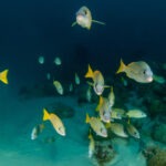 Malediwy 76szkoła nurkowania kraków
