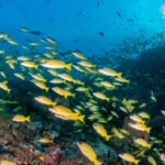 Malediwy 89szkoła nurkowania kraków