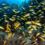 Malediwy 97szkoła nurkowania kraków