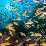 Malediwy 98szkoła nurkowania kraków