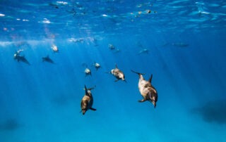 Open Water Diver 3szkoła nurkowania kraków